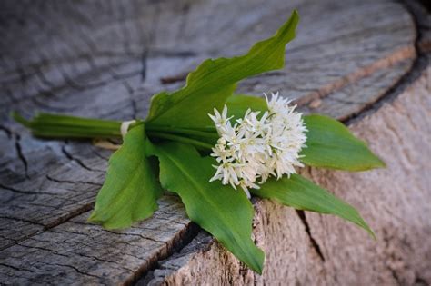 Czosnek Niedzwiedzi W Asciwo Ci I Zastosowanie Naturalnie Zdrowe