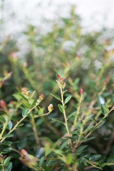 Stokes Dwarf Yaupon Holly Ilex Vomitoria Ilex