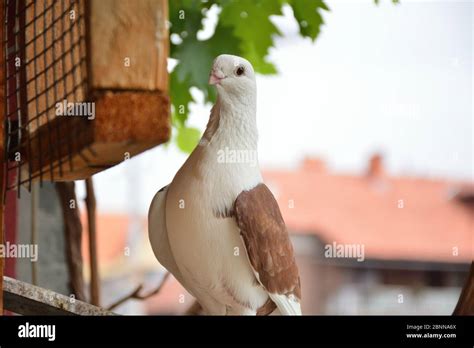 Beautiful And Cute Brown Pigeon With A White Head And Short Beaked On A