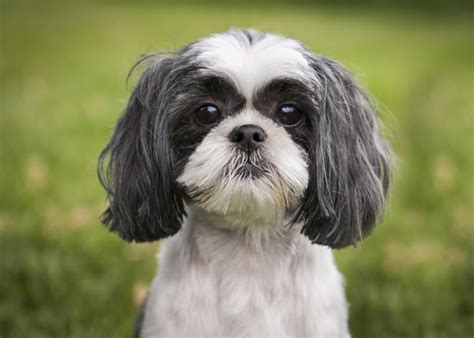 Shih Tzu Puppy Info Geschiedenis Karakter Puppygroep Nl