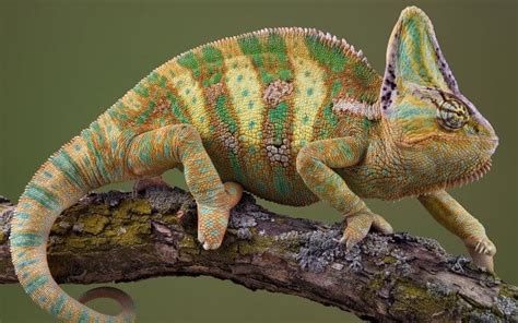 11 Types Of Chameleons That Make The Best Pets