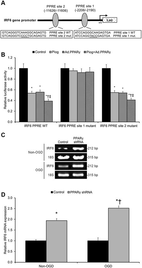 PPARγ Trans Represses IRF6 in Cerebrovascular Endothelial Cells A