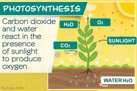 Photosynthesis Process for Kids Simplified for Easy Understanding