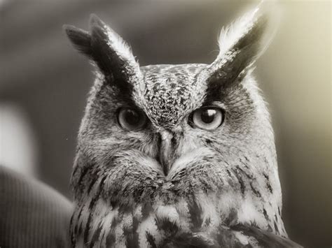 Retro Owl Wallpapers - 4k, HD Retro Owl Backgrounds on WallpaperBat