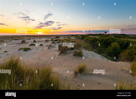 Dunes And Plage De L Espiguette Beach In Le Grau Du Roi South Of