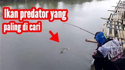 Mancing Ikan Kakap Putih Di Sungai Air Asin YouTube