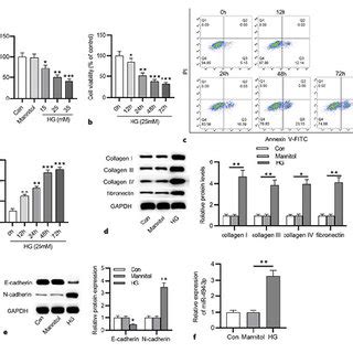 HG Induces HK 2 Cell Dysfunction And MiR 494 3p Expression Is