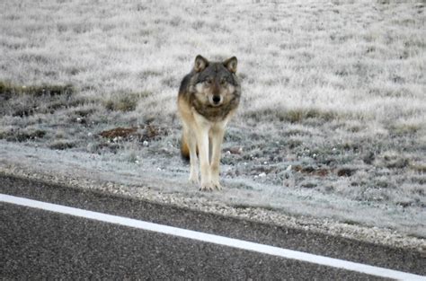 Wolves Knocking On Nevada’s Door Local Nevada Local