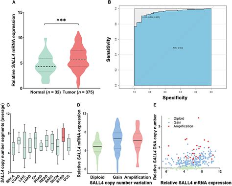 Frontiers Up Regulation Of Sall4 Is Associated With Survival And