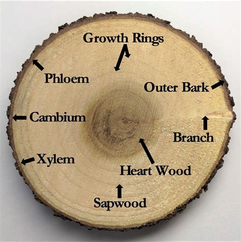 Tree Bark Protector And Habitat Our Mississippi Home