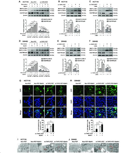 M Thpc Pdt Induced Autophagy In Crc Cells A C Hct116 And D F Sw480 Download Scientific Diagram