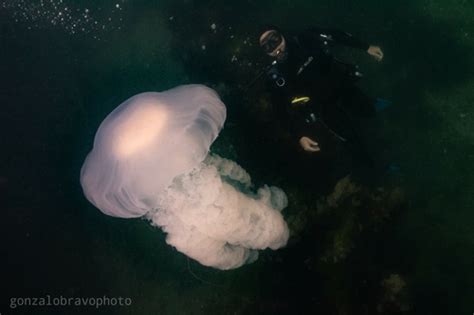 Medusa grande Guía de especies submarinas de Argentina iNaturalist