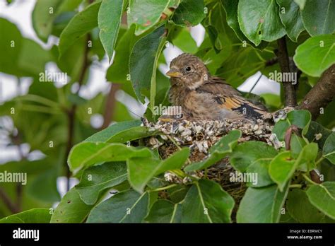 Goldfinch Nest Fotos Und Bildmaterial In Hoher Auflösung Alamy