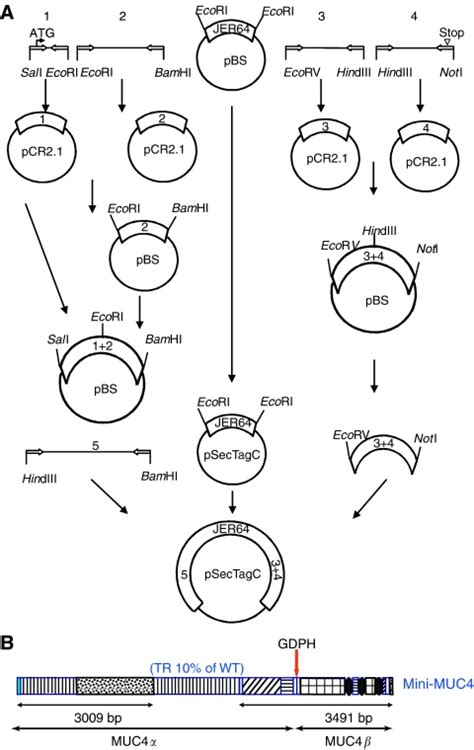 Construction Of The Mini MUC4 A Schematic Representation Of Cloning