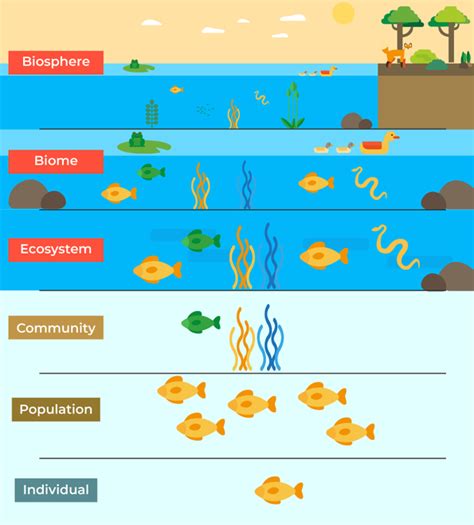 Five Levels Of Ecology Definition Examples And Types Geeksforgeeks