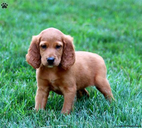 Max - Irish Setter Puppy For Sale in Pennsylvania
