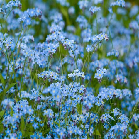 Field Forget-me-not Wildflower Seed - | John Chambers