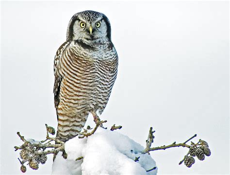 Northern Hawk Owl Photograph By Photograph By Peter Haworth Pixels