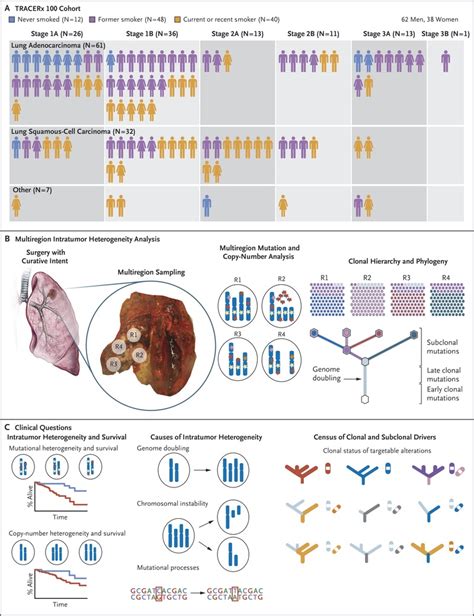 Lung Cancer Evolution Pantheon Of Articles