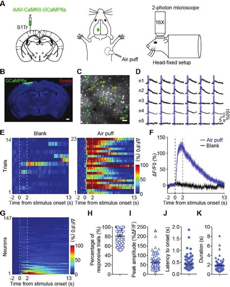 In Vivo Two Photon Calcium Imaging Of S1Tr Neurons In Response To