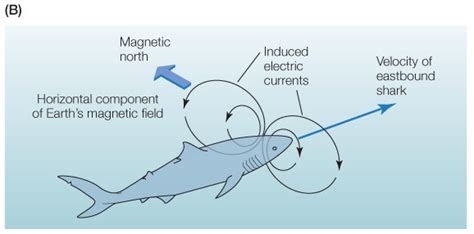 The Fish That Used Gps Truly Curious