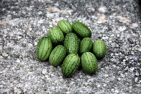 Cucamelon Melothria Scabra In Ajax Ontario On At Vandermeer Nursery