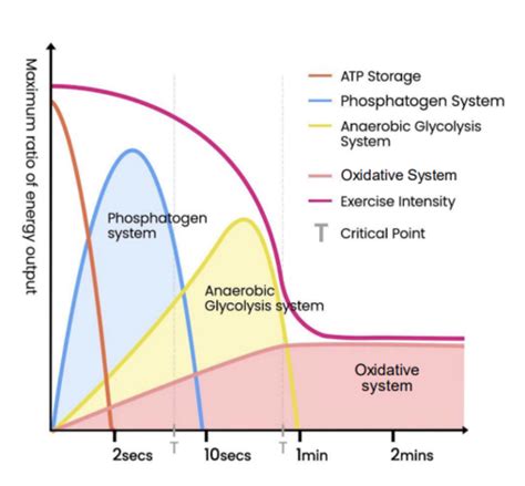 Energy Systems Flashcards Quizlet