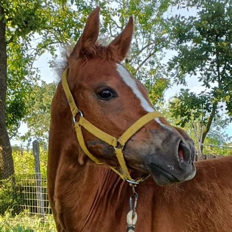 A Detailed Look At The American Quarter Horse