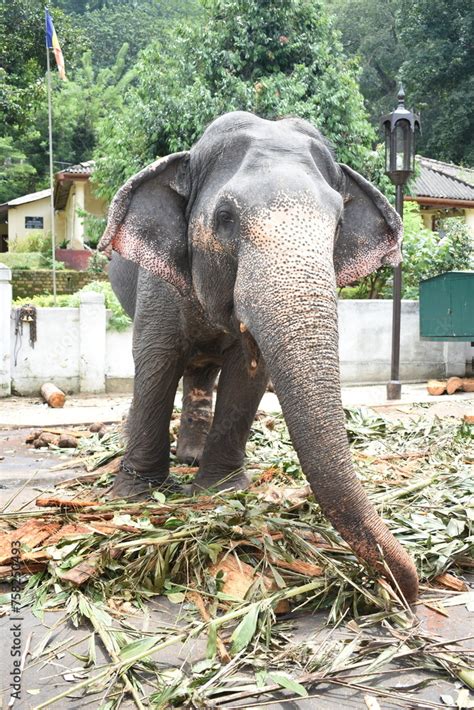 An elephant who arrives to participate in Kandy Esala Perahera at Temple of the Tooth (Sri ...