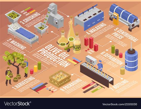 Olive Oil Production Infographics Royalty Free Vector Image