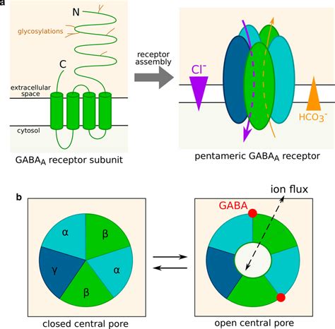 Gabaa Receptor Structure And Gating A Structure Of An Isolated Gabaa