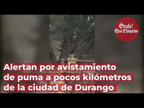 Alertan por avistamiento de puma a pocos kilómetros de la ciudad de