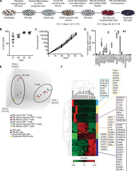 IPSC Derived NK Cells Maintain High Cytotoxicity And Enhance In Vivo