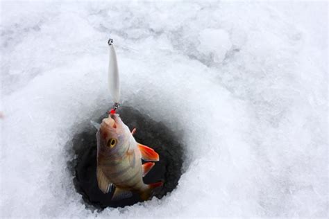 Best Ice Fishing Bait Fishmasters