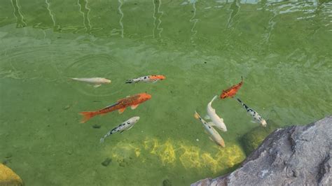 Land Of Natura Koi Pond Wisconsin Dells Wi June Youtube