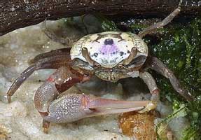 Leptuca Pugilator Atlantic Sand Fiddler Crab