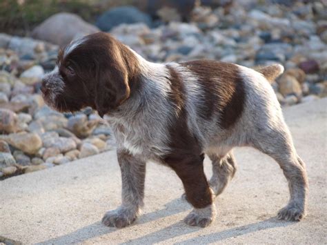 German Wirehaired Pointer Info, Temperament, Puppies, Pictures