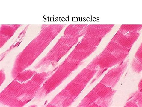 Muscle Tissue презентация онлайн