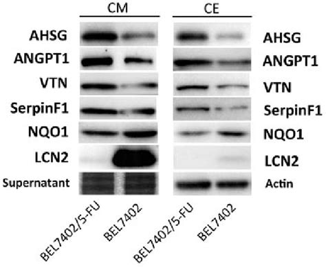 Validation Of The Dysregulated Secretory Proteins In Bel Fu Cells