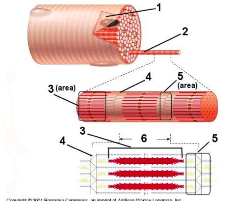 Regions And Structures Of The Myofibril Diagram Quizlet