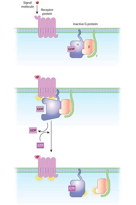 A Three Part Schematic Diagram Shows A G Protein Coupled Receptor Gpcr