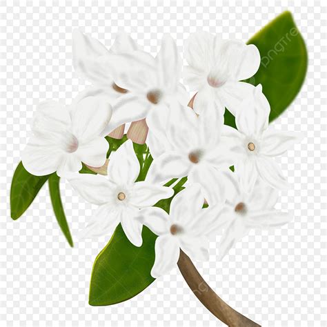 Jasmine Flowers PNG Image, Jasmine Flower, Jasmine, Flower, Flowers PNG ...