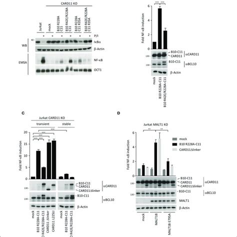 A Chimeric BCL10 CARD11 Fusion Protein Induces Constitutive MALT1