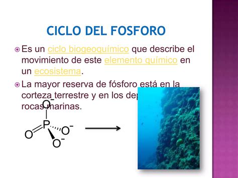 Ciclo Del Fosforo PPT