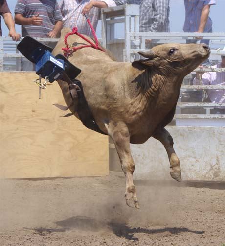 Bucking Bull Painting at PaintingValley.com | Explore collection of ...