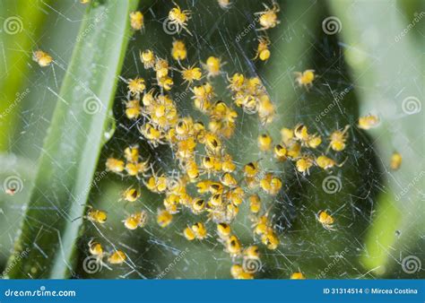 The Waiting Game: How Long Does it Take for Spiders to Hatched From Their Eggs