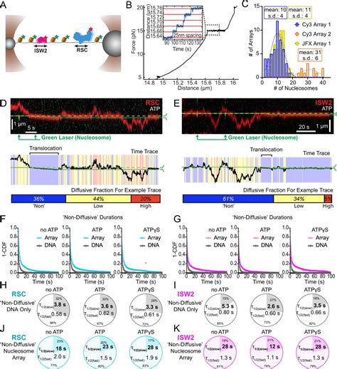 Dynamic D Search And Processive Nucleosome Translocations By Rsc And