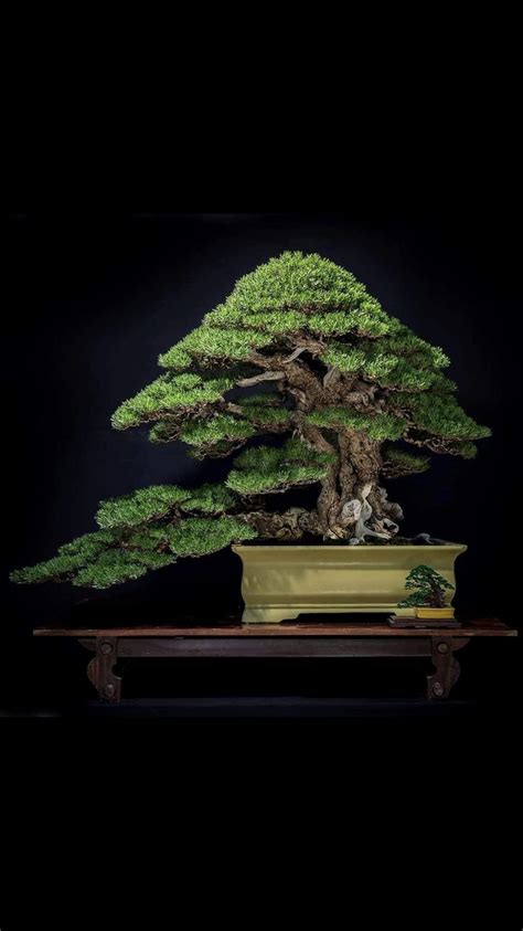 Pin De MARIA ANTONIETA CONTRERAS En Bonsai Bonsais Bonsai Arboles