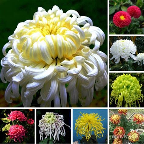 เมล็ดพันธุ์ ถูก คละ100pcsbag Of Rare Large Chrysanthemum Seeds Plants