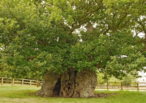 Iconic Bowthorpe Oak Is Fifth In Tree Of The Year Contest